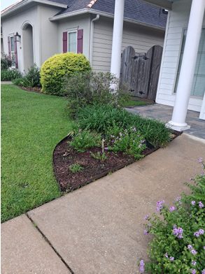 Shrub pruning