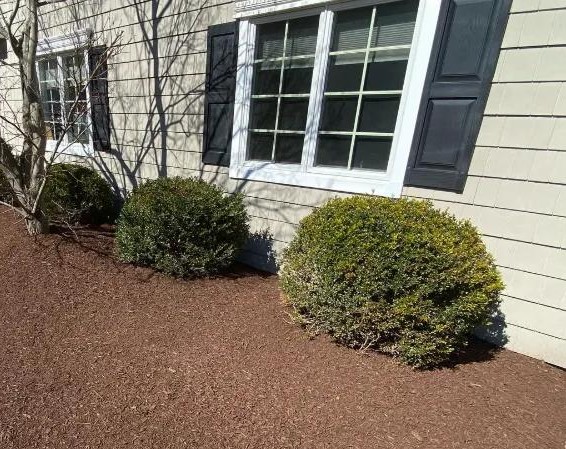 Bush & Shrub Trimming
