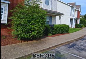 Shrub cutting