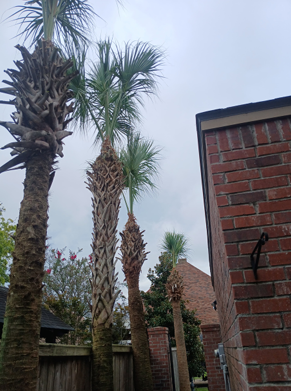 Tree removal
