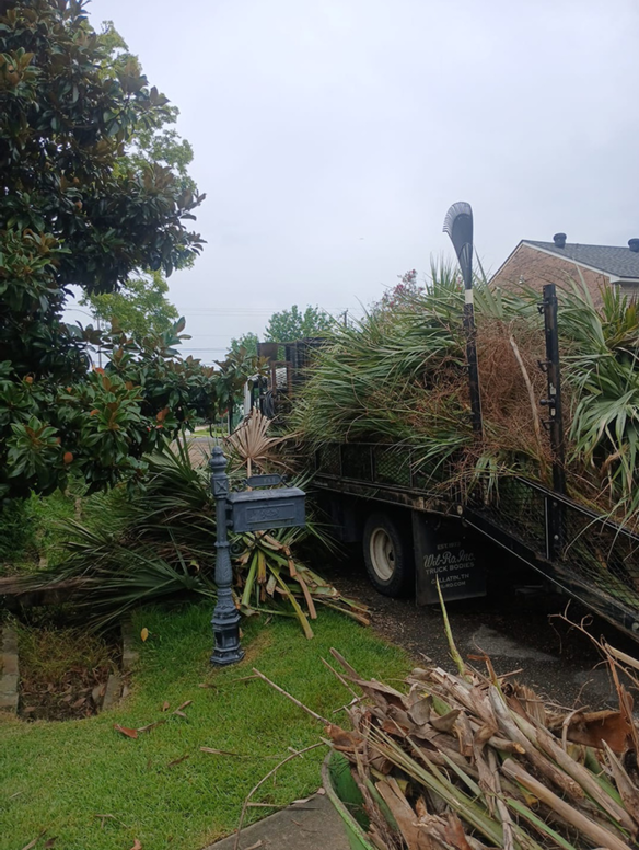Tree Removal